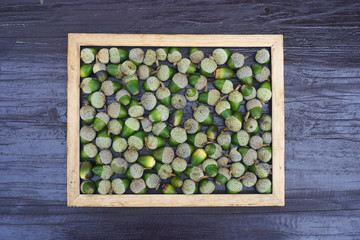 緑のどんぐりとフレーム