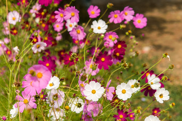 Cosmos flowers blooming in the garden