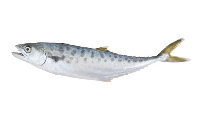 Doublespotted queenfish or talang isolated on the white background