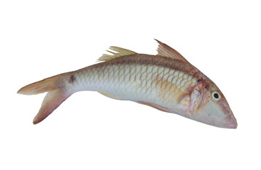 Goldsaddle goatfish isolated on white background, Parupeneus cyclostomus