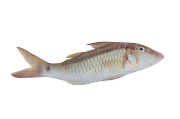 Goldsaddle goatfish isolated on white background, Parupeneus cyclostomus