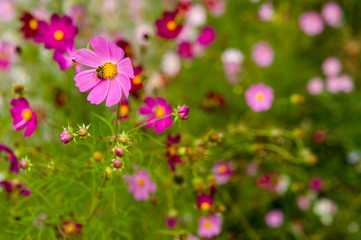 Fototapeta premium Cosmos flowers blooming in the garden