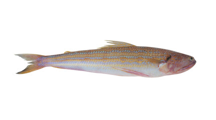 Snakefish isolated on white background, Trachinocephalus myops