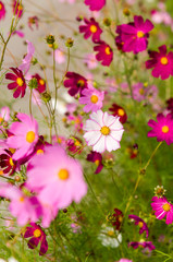 Obraz premium Cosmos flowers blooming in the garden
