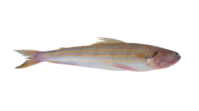 Snakefish isolated on white background, Trachinocephalus myops