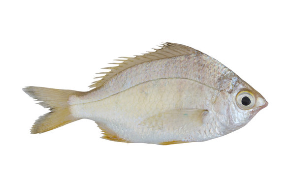 Whipfin silverbiddy fish isolated on white background, Gerres filamentosa