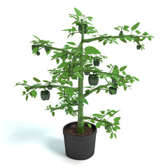 3d illustration of a pepper plant