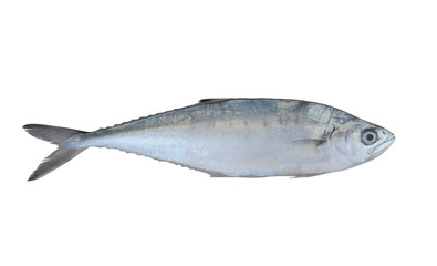 Queenfish isolated on white background