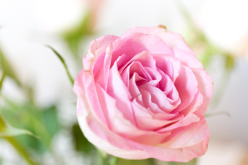 Fototapeta na wymiar Vintage Roses blur focus for background . Flower rose by pastel