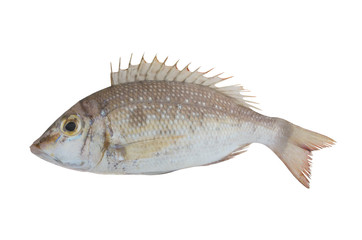 Emperor fish isolated on white background
