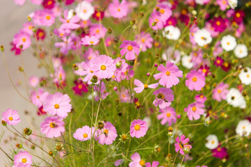 Fototapeta premium Cosmos flowers blooming in the garden