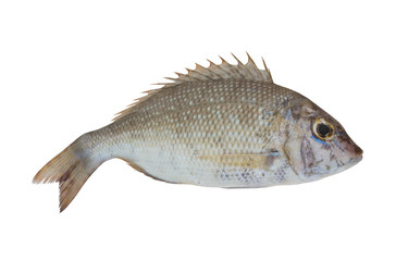 Emperor fish isolated on white background