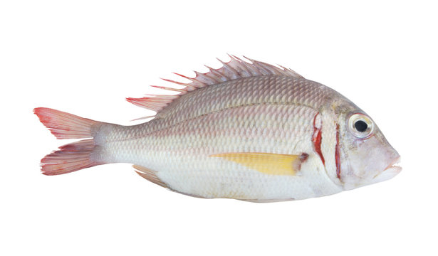 Pink ear emperor fish isolated on white background, Lethrinus lentjan