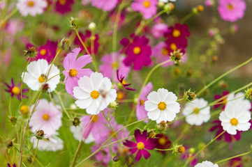 Cosmos flowers blooming in the garden