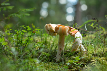 Fly agaric, Amanita muscaria growing in mossy environment