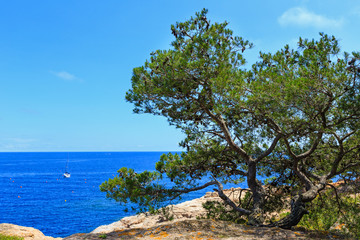 Pine tree above sea.