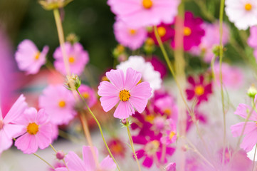 Cosmos flowers blooming in the garden