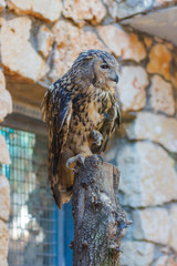 Eagle Owl is sitting on a log