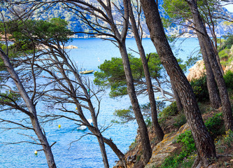Pine trees above sea.