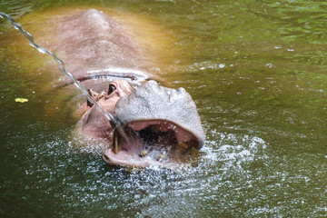 Hippopotamus in the zoo