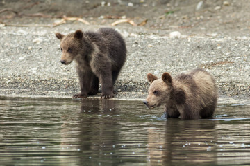 Brown bear cubs on the shore of Kurile Lake.