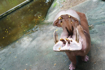 Hippopotamus in the zoo