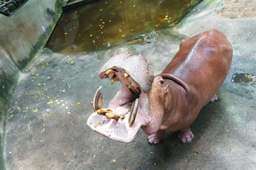 Hippopotamus in the zoo