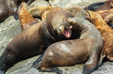 Fototapeta premium Rookery Steller sea lions. Island in Pacific Ocean near Kamchatka Peninsula.