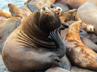 Rookery Steller sea lions. Island in Pacific Ocean near Kamchatka Peninsula.