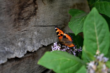 Fototapeta na wymiar Small Tortoiseshell butterfly on the Lilac Bush