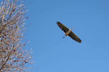 The crane flying against the blue sky