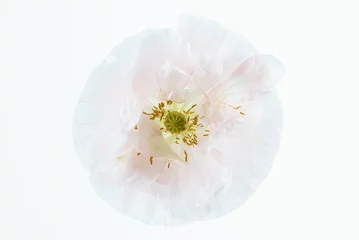 Photo sur Aluminium Coquelicots poppy flower isolated