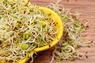 Bowl with alfalfa and radish sprouts on wooden table