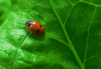 Naklejka premium Macro of ladybug on the fresh green leaf