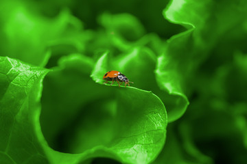 Macro of ladybug on the fresh green leaf