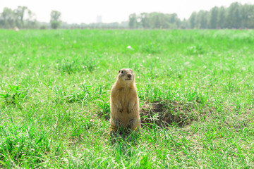 Gopher standing and starring near the burrow on the meadow