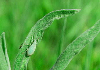 Blue-green curculionidae sitting on the grass © boomerang11