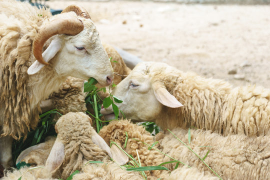 Sheeps eating grass