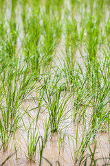 Rice spike in rice field of thailand.