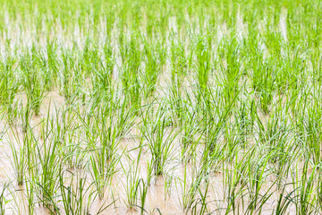 Rice spike in rice field of thailand.