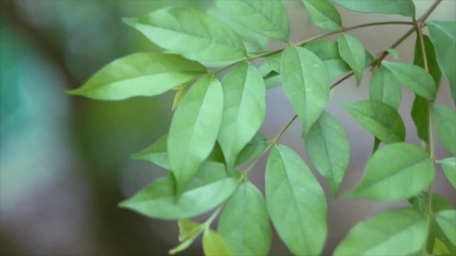 Close focus of Wrightia religiosa leaf swaying