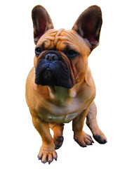 Obraz premium French Bulldog