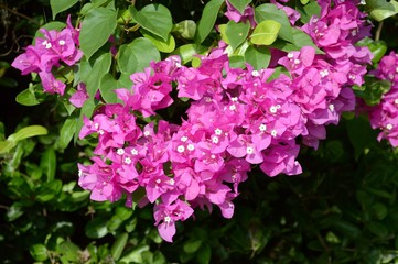 pink Bougainvillea flower in nature garden