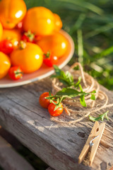 tomatoes on plate in a garden