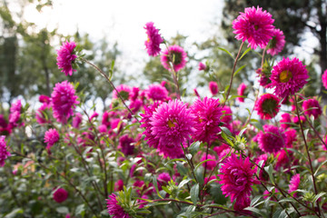 Fototapeta premium Colorful flowers bloom in autumn