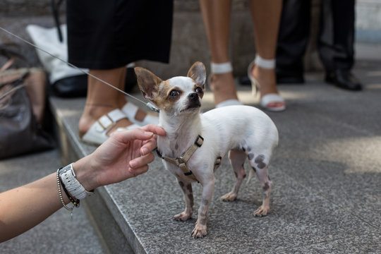 Ein kleiner süßer Chihuahua wird gestreichelt