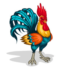 Vector illustration of a rooster © vectorpocket