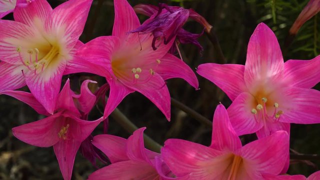 This video is about la close up of lily amaryllis flowers