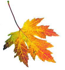 Herbst, Herbststimmung, Schönheit: einzelnes, buntes Blatt, freigestellt vor weißem Hintergrund; 