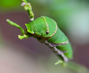 worm,Catepillar of lime Butterfly with lime tree ( papilio demol